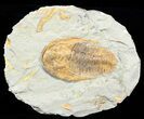 Excellent, Cambropallas Trilobite - Not Restored #58932-1